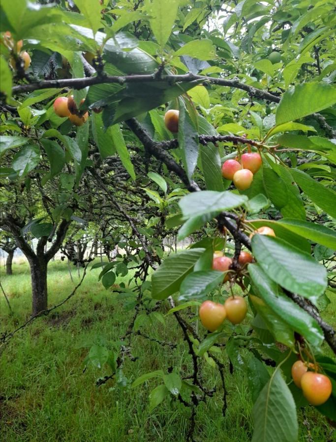 셀라노바 A Casa Dos Avos 빌라 외부 사진